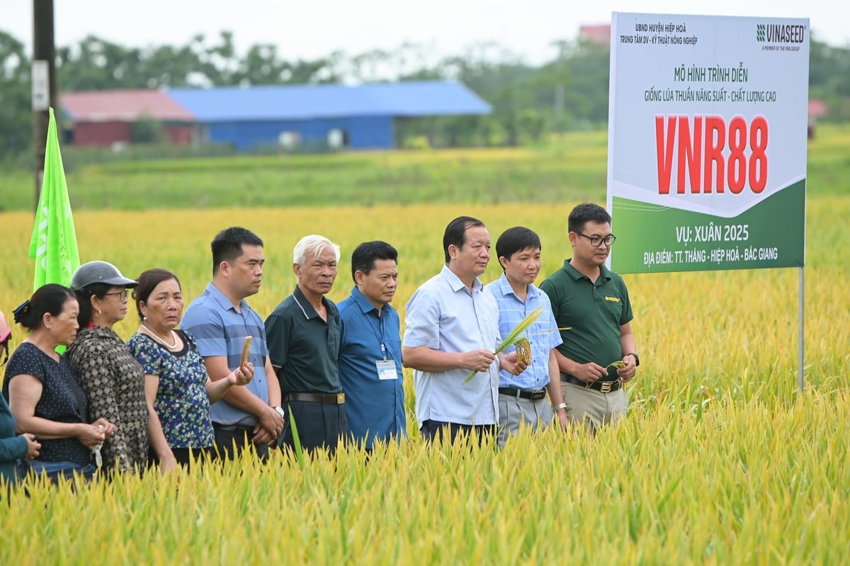 Hội nghị đánh giá hiệu quả mô hình sản xuất giống lúa VNR88 tại thị trấn Thắng, huyện Hiệp Hòa, Bắc Giang. Ảnh: Tùng Đinh.