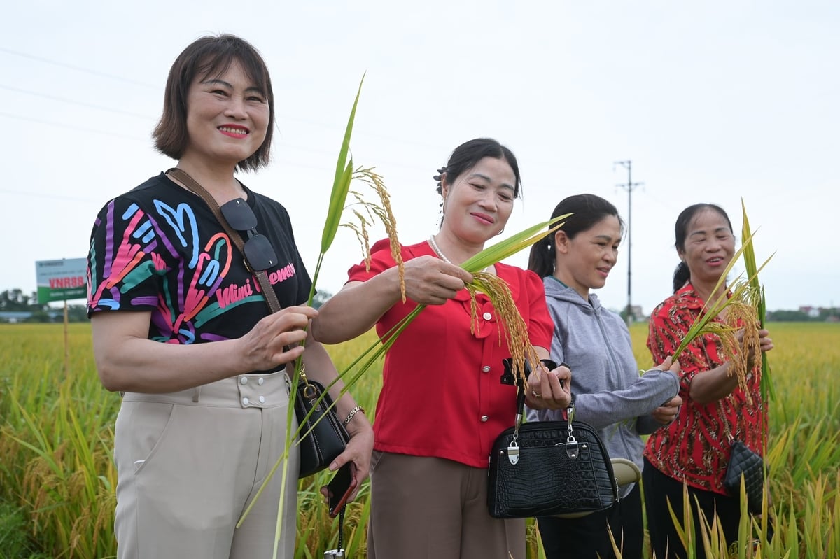 Nông dân Bắc Giang rất tâm đắc với kết quả mô hình sản xuất giống lúa VNR88 tại Hiệp Hòa. Ảnh: Tùng Đinh.