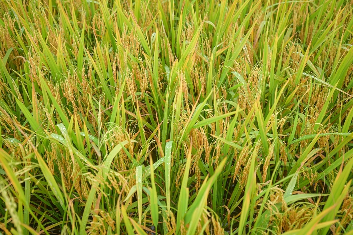 Dù thời tiết bất thuận nhưng giống lúa của Vinaseed vẫn vàng sáng, sạch sâu bệnh, năng suất cao. Ảnh: Tùng Đinh.