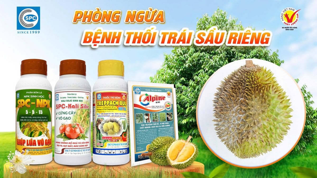 Các sản phẩm phòng ngừa bệnh thối trái sầu riêng hiệu quả của Công ty CP BVTV Sài Gòn - SPC. Ảnh: Minh Tuyên. Các sản phẩm phòng ngừa bệnh thối trái sầu riêng hiệu quả của Công ty CP BVTV Sài Gòn - SPC. Ảnh: Minh Tuyên.