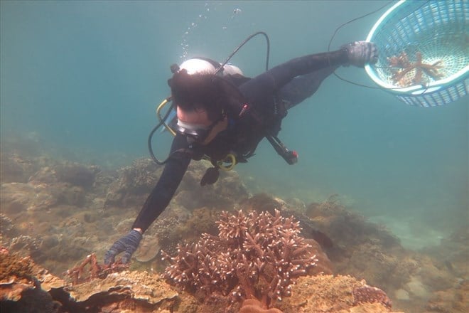 Một vườn ươm phục hồi hệ sinh thái rạn san hô tại khu vực biển Nha Trang, Khánh Hòa. Ảnh: Báo Lao động. Một vườn ươm phục hồi hệ sinh thái rạn san hô tại khu vực biển Nha Trang, Khánh Hòa. Ảnh: Báo Lao động.