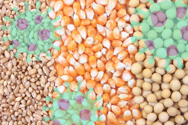 The findings show that addressing mycotoxin contamination in feed crops such as wheat, maize and soybean is important for achieving sustainable, low-carbon and profitable poultry production. Photo: Canva.