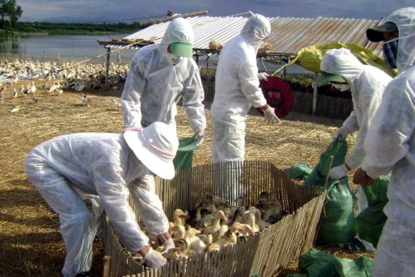 Cúm gia cầm xuất hiện, gây thiệt hại nhưng người chăn nuôi vẫn chưa thực sự quan tâm đến công tác tiêm phòng vaccine. Ảnh: Võ Dũng.