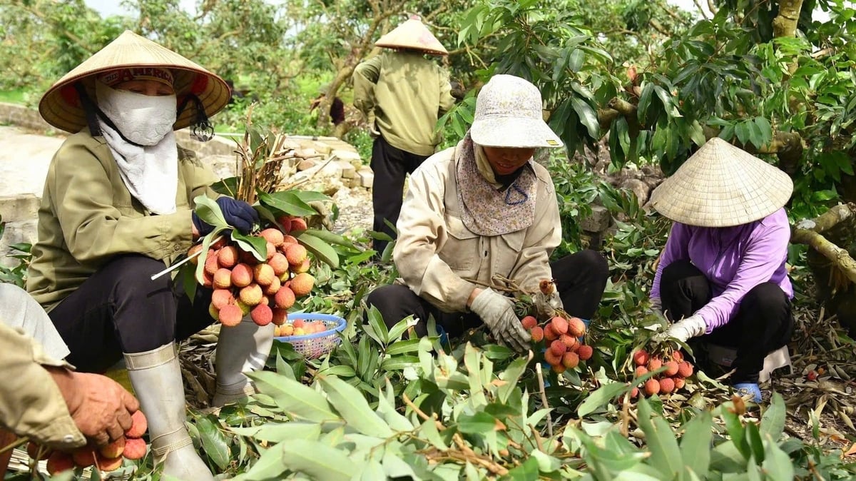Người dân phường Phương Nam thu hoạch vải chín sớm. Ảnh: Nguyễn Thành. Người dân phường Phương Nam thu hoạch vải chín sớm. Ảnh: Nguyễn Thành.
