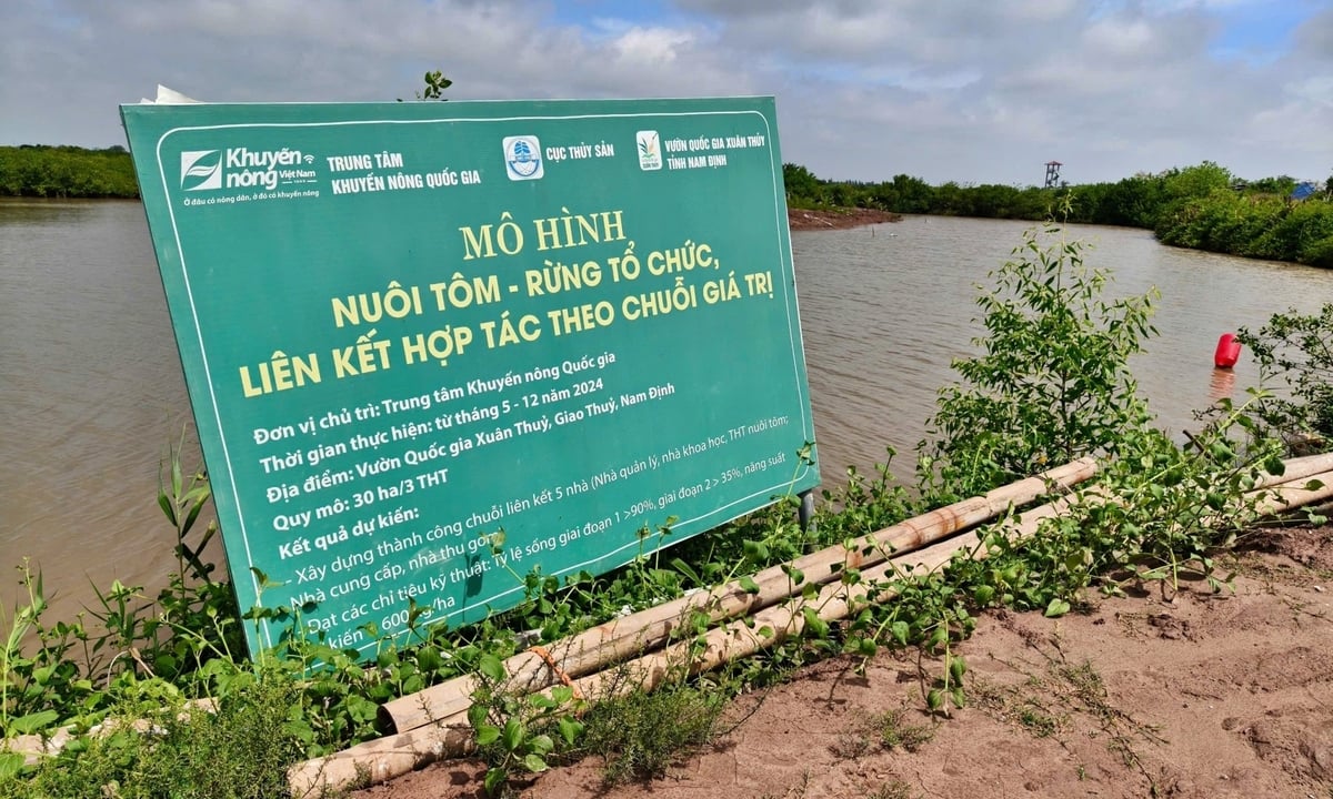 Nhờ sự hỗ trợ của hệ thống khuyến nông, việc nuôi tôm quảng canh của các hộ dân sống tại vùng đệm Vườn quốc gia Xuân Thủy được hướng dẫn đầy đủ về kỹ thuật. Ảnh: Bảo Thắng. Nhờ sự hỗ trợ của hệ thống khuyến nông, việc nuôi tôm quảng canh của các hộ dân sống tại vùng đệm Vườn quốc gia Xuân Thủy được hướng dẫn đầy đủ về kỹ thuật. Ảnh: Bảo Thắng.