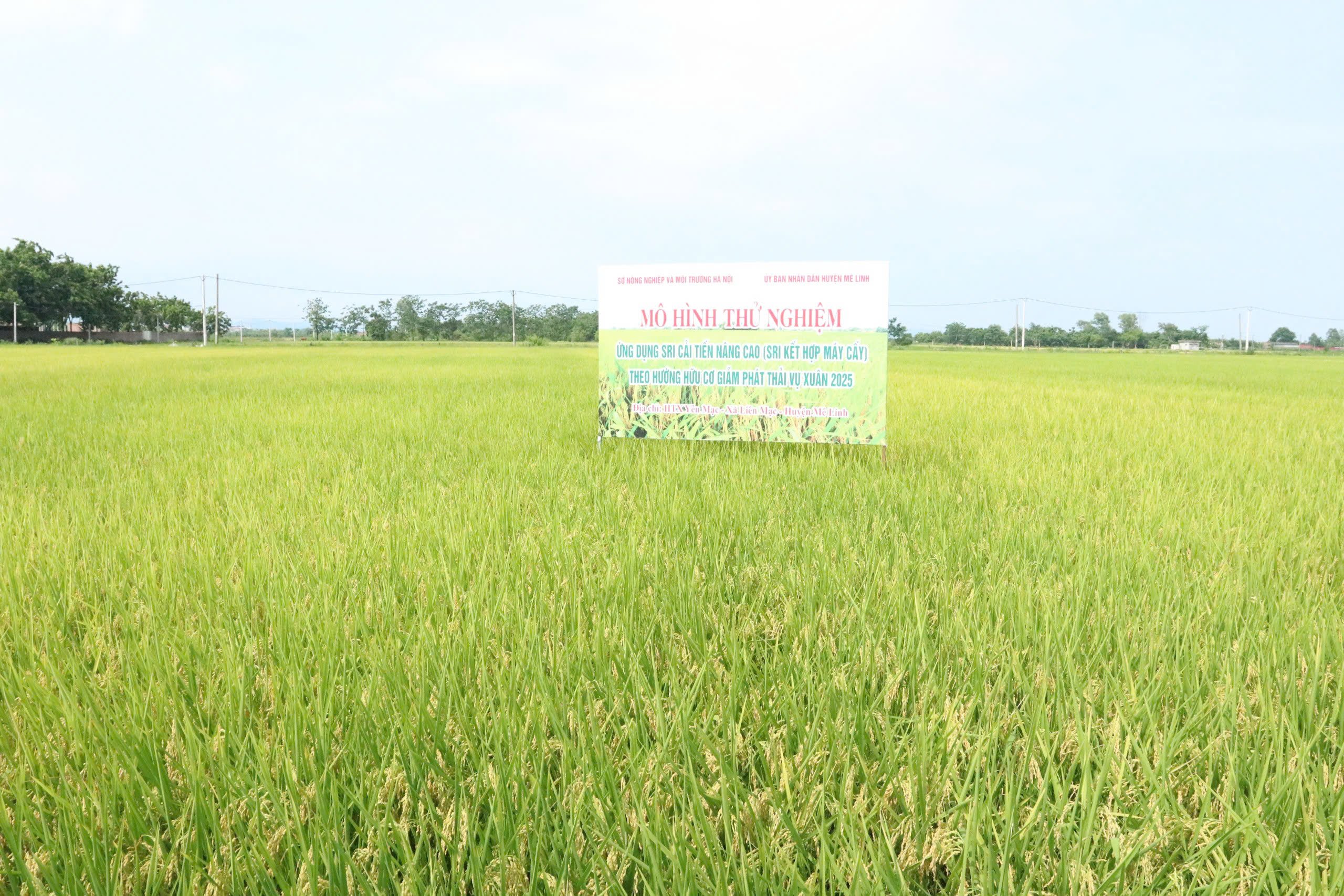 Mô hình cấy máy kết hợp SRI mang lại hiệu quả kinh tế vượt trội cho nông dân. Ảnh: Hoài Thơ. 