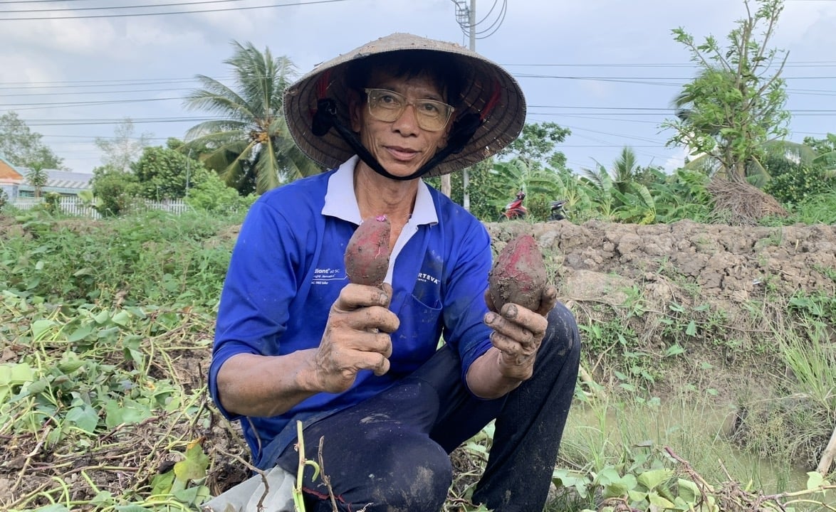 Giá khoai lang thấp khiến nông dân không có lãi. Ảnh: Hồ Thảo.