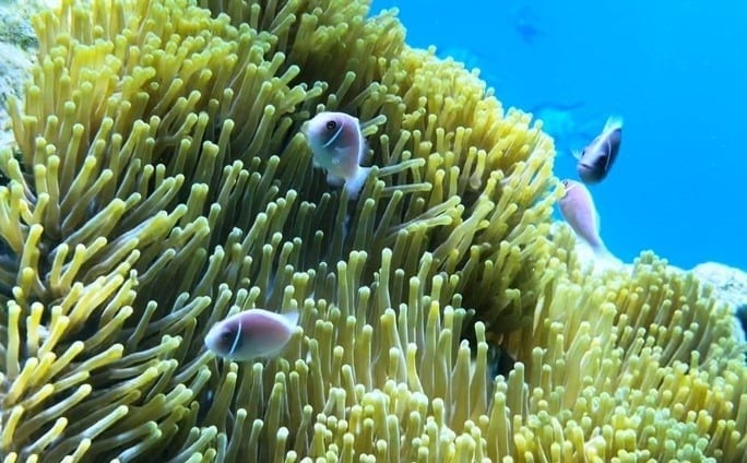 Vietnam is among the world's top 10 marine biodiversity centers, possessing rich ecosystems.