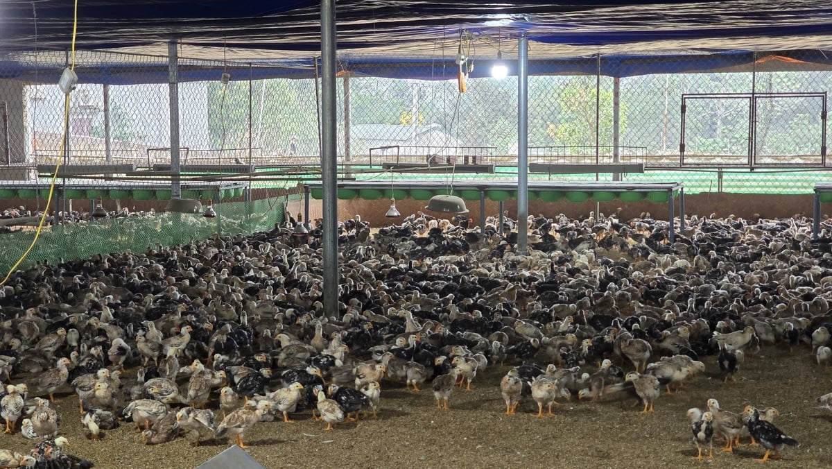 Nghị định mới quy định chính sách hỗ trợ khắc phục dịch bệnh động vật có hiệu lực từ 25/7/2025. Ảnh: K.Trung. Nghị định mới quy định chính sách hỗ trợ khắc phục dịch bệnh động vật có hiệu lực từ 25/7/2025. Ảnh: K.Trung.