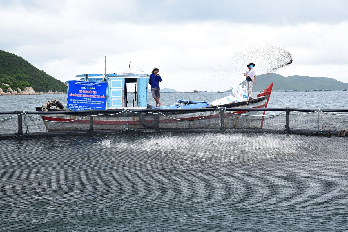 Tăng nuôi trồng, giảm khai thác là một trong những giải pháp giúp bảo tồn nguồn lợi thủy sản. Ảnh: Tùng Đinh. Tăng nuôi trồng, giảm khai thác là một trong những giải pháp giúp bảo tồn nguồn lợi thủy sản. Ảnh: Tùng Đinh.