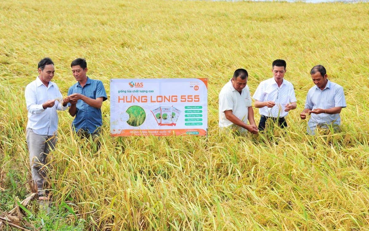 Giống lúa Hưng Long 555 được nông dân ĐBSCL đánh giá cao vì có nhiều đặc tính vượt trội. Ảnh: Lê Hoàng Vũ.
