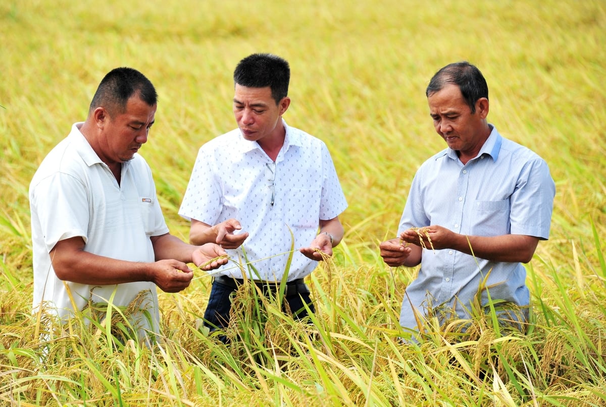 Công ty cổ phần Giống nông nghiệp Quốc tế đang phối hợp với các đối tác xây dựng vùng nguyên liệu lúa hàng hóa quy mô lớn để phục vụ các doanh nghiệp xuất khẩu. Ảnh: Lê Hoàng Vũ.