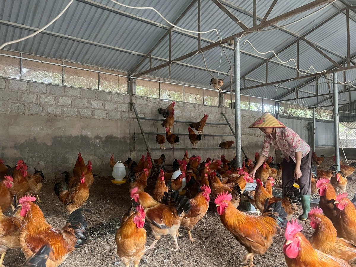 Đàn gà được nuôi bằng thức ăn vi sinh và sử dụng đệm lót sinh học. Ảnh: Hà Trang. Đàn gà được nuôi bằng thức ăn vi sinh và sử dụng đệm lót sinh học. Ảnh: Hà Trang.