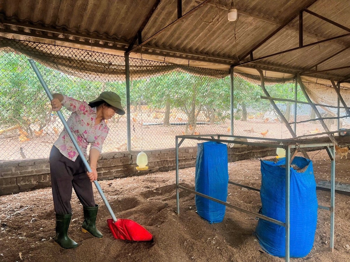 Đệm lót sinh học sau quá trình chăn nuôi được ủ làm phân hữu cơ đóng gói để bán, tạo thêm thu nhập. Ảnh: Hà Trang. Đệm lót sinh học sau quá trình chăn nuôi được ủ làm phân hữu cơ đóng gói để bán, tạo thêm thu nhập. Ảnh: Hà Trang.