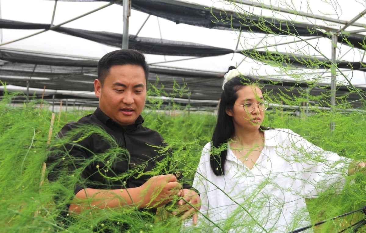Anh Hoàng Hải Minh và chị Hoàng Bích Ngọc Ánh kiểm tra chất lượng cây măng tây. Ảnh: Phạm Hiếu. Anh Hoàng Hải Minh và chị Hoàng Bích Ngọc Ánh kiểm tra chất lượng cây măng tây. Ảnh: Phạm Hiếu.