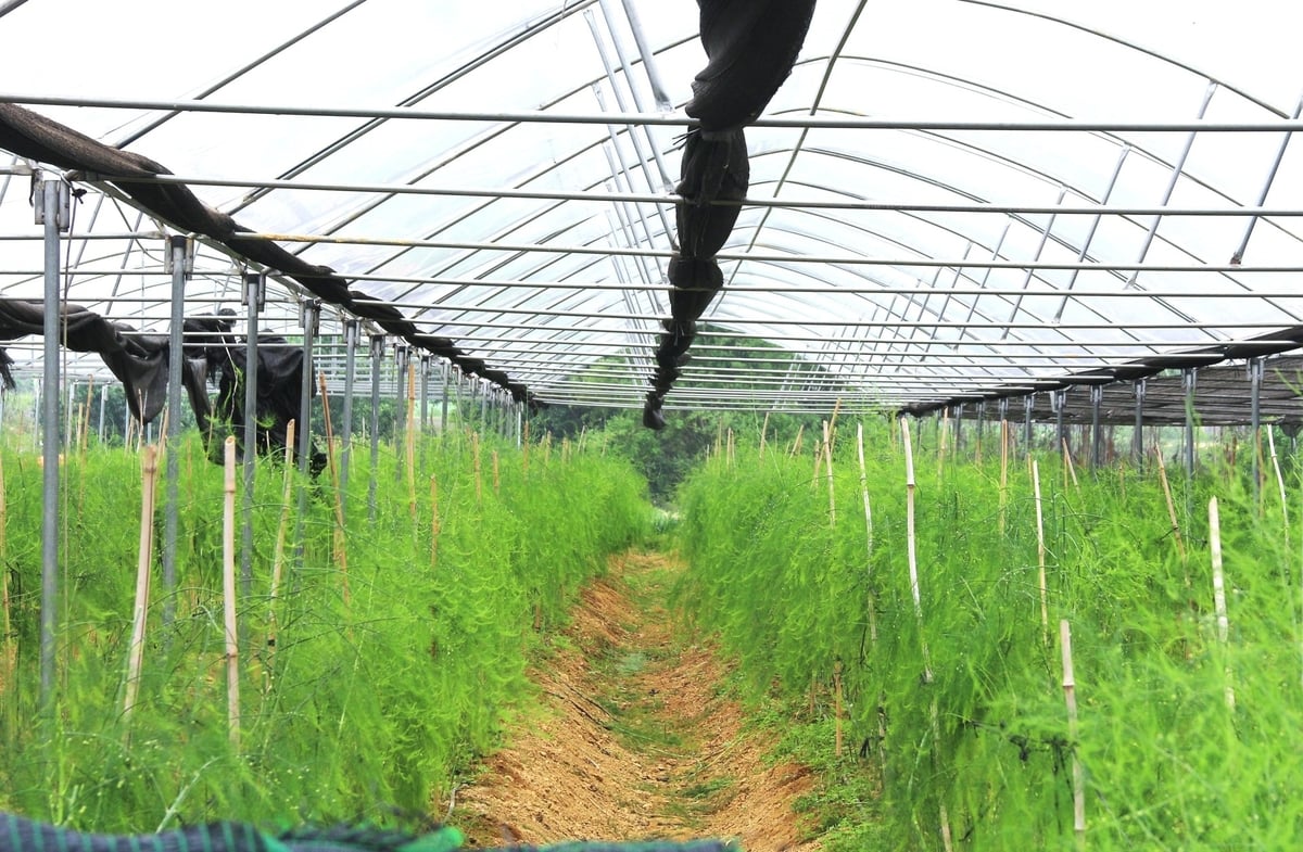 Măng tây được trồng trong khu nhà màng mái phủ nilon HDPE. Ảnh: Phạm Hiếu. Măng tây được trồng trong khu nhà màng mái phủ nilon HDPE. Ảnh: Phạm Hiếu.