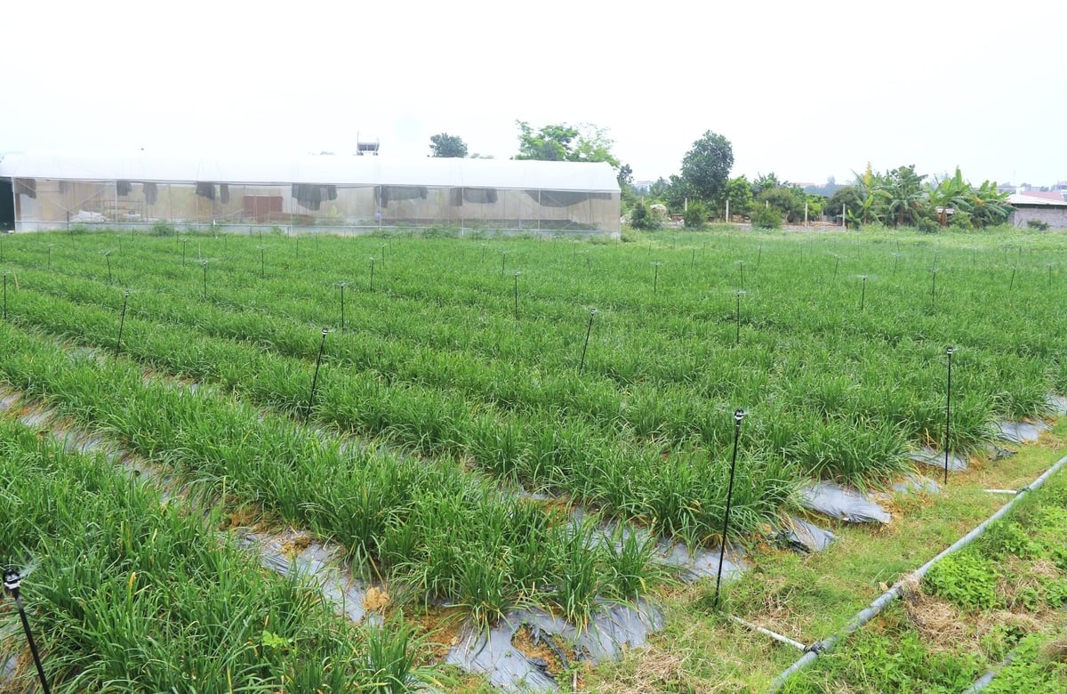 Khu vườn hẹ được tưới bằng hệ thống tưới tự động tại Dako Farm. Ảnh: Phạm Hiếu. Khu vườn hẹ được tưới bằng hệ thống tưới tự động tại Dako Farm. Ảnh: Phạm Hiếu.