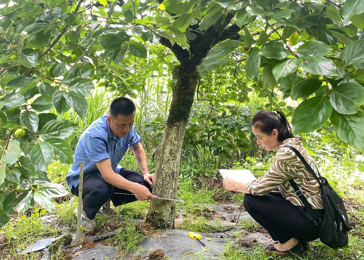 5 vườn cây tại tỉnh Lào Cai vừa được công nhận là cây đầu dòng để nhân giống vô tính cây ăn quả ôn đới. Ảnh: Kim Thoa.