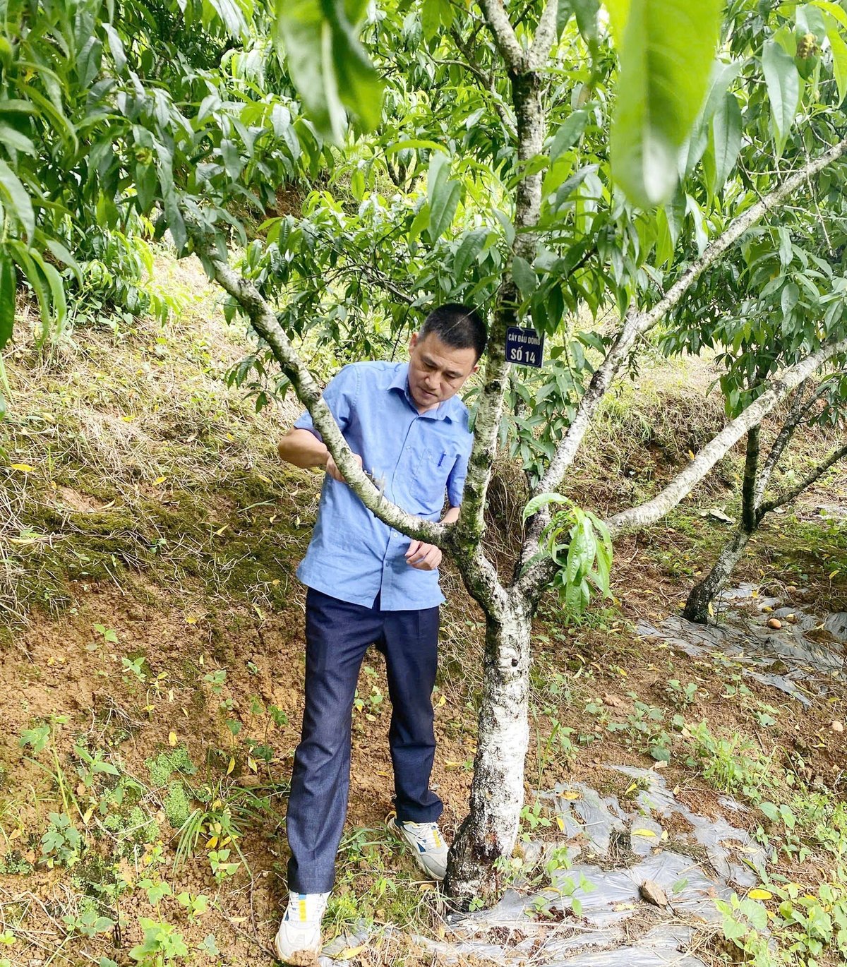 Cán bộ chuyên môn Sở Nông nghiệp và Môi trường Lào Cai đo đếm chỉ tiêu cây đào ĐMN1. Ảnh: Kim Thoa.