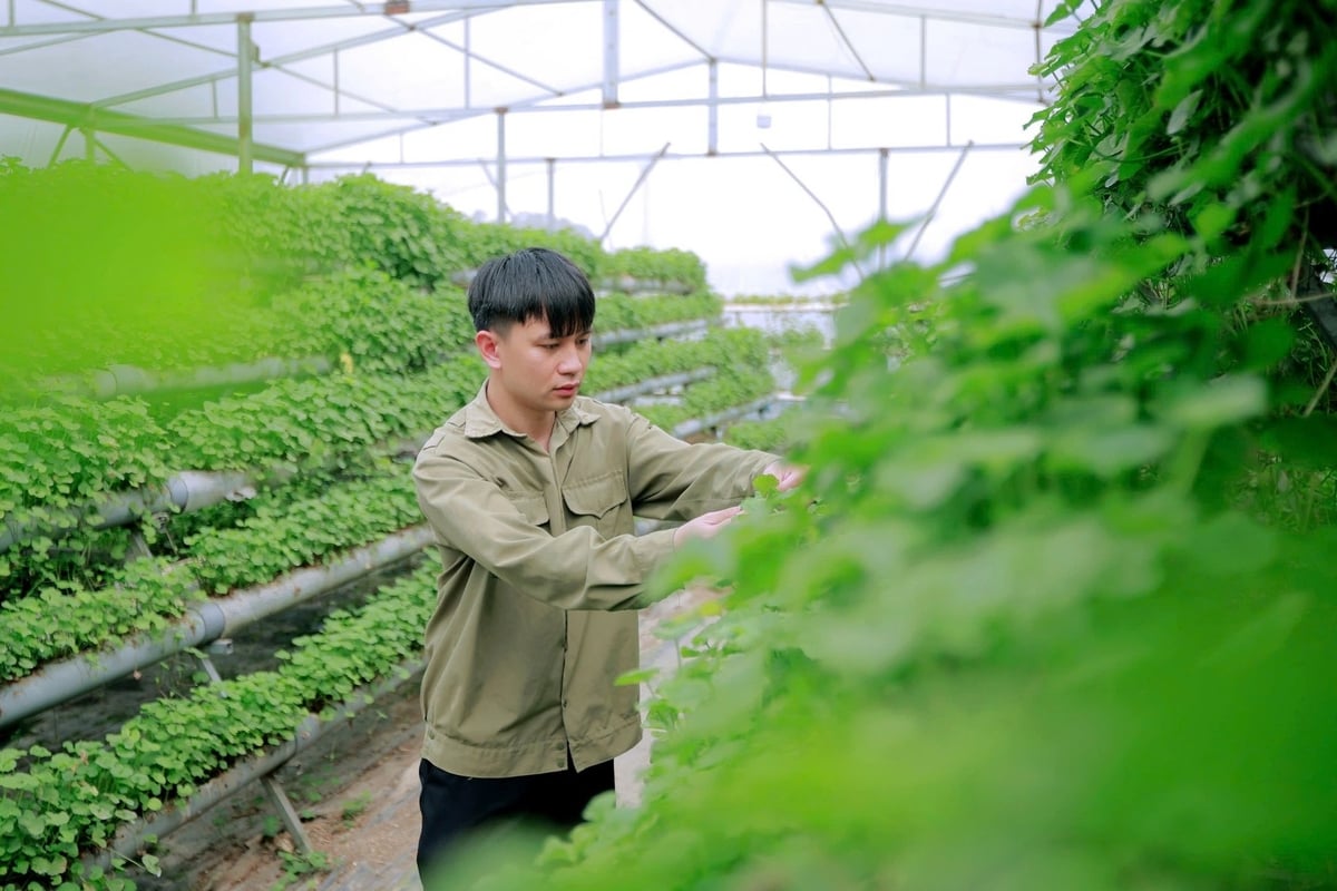 Rau má trồng thủy canh đáp ứng được tiêu chí '3 không': Không hoá chất, không thuốc kích thích, không chất bảo quản. Ảnh: Cường Vũ. 