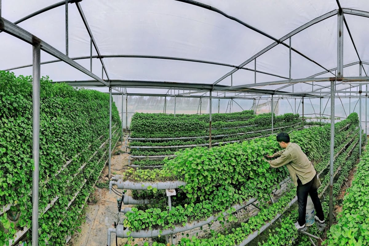 Nhờ áp dụng công nghệ cao nên cả trang trại trồng rau thủy canh rộng 750 m2 chỉ cần 2 người làm. Ảnh: Cường Vũ. 