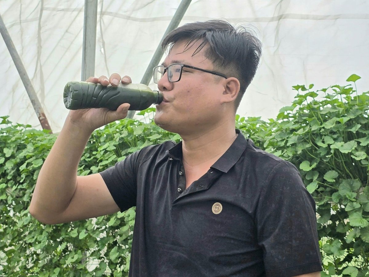 Mô hình trồng rau má thủy canh của anh Cao Văn Hùng hướng đến cung cấp những sản phẩm an toàn cho người tiêu dùng. Ảnh: Cường Vũ. 