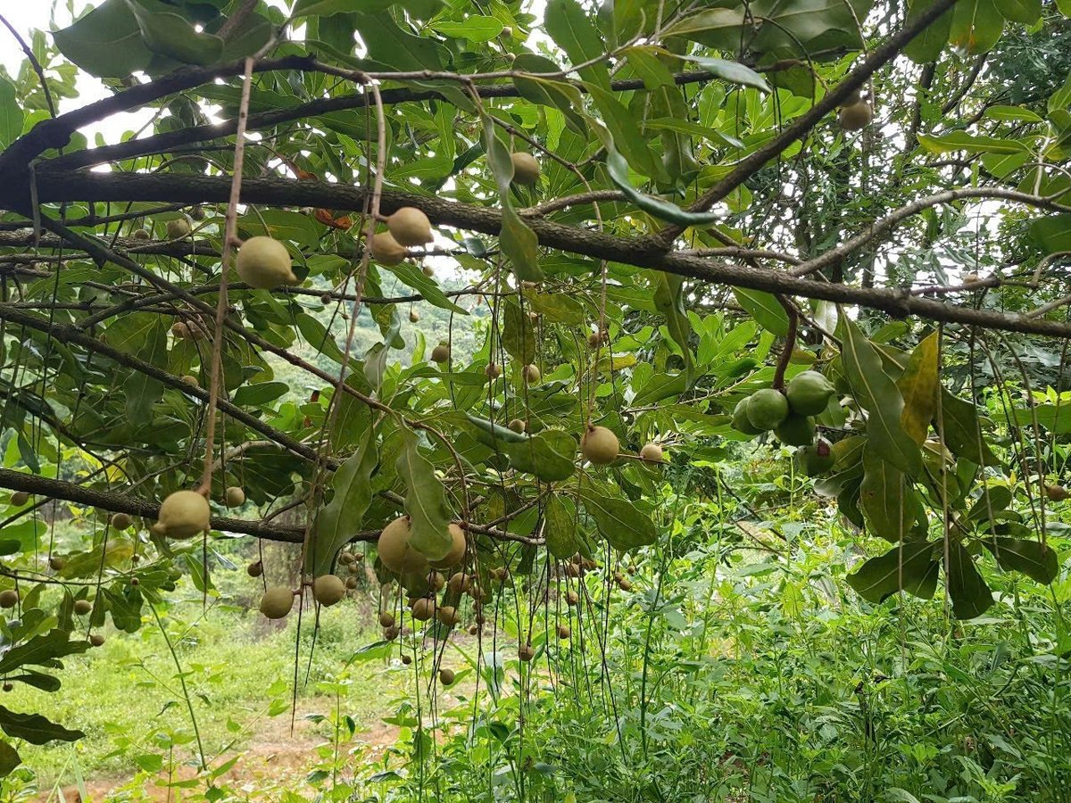Quả mắc ca chuyển màu vàng - dấu hiệu trước khi bị rụng. Ảnh: Trần Hương. Quả mắc ca chuyển màu vàng - dấu hiệu trước khi bị rụng. Ảnh: Trần Hương.