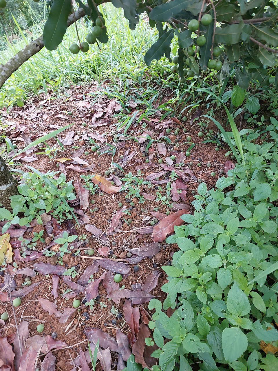 Quả mắc ca rụng làm giảm năng suất. Ảnh: Trần Hương. Quả mắc ca rụng làm giảm năng suất. Ảnh: Trần Hương.