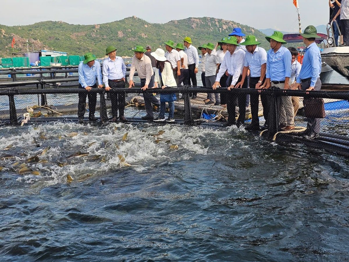 Cần phát triển nuôi trồng thuỷ sản trên biển theo hướng xanh, công nghệ mới, tiên tiến gắn với bảo vệ môi trường. Ảnh: Kim Sơ. Cần phát triển nuôi trồng thuỷ sản trên biển theo hướng xanh, công nghệ mới, tiên tiến gắn với bảo vệ môi trường. Ảnh: Kim Sơ.