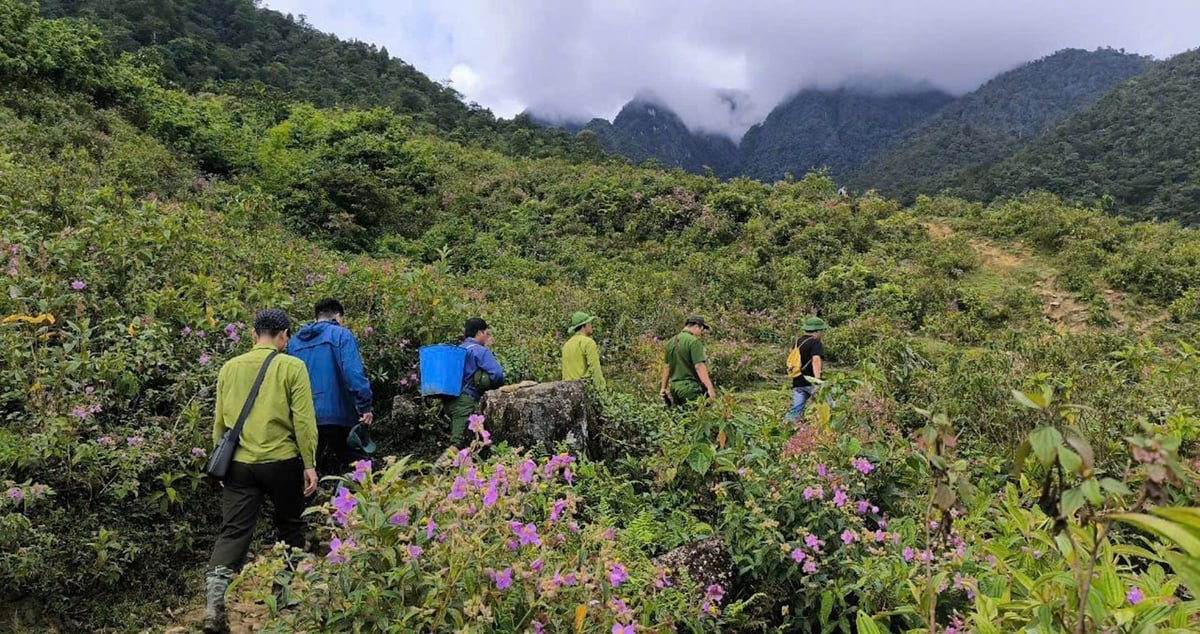 Mặc dù lực lượng mỏng nhưng Ban Quản lý rừng phòng hộ Sa Pa vẫn đang nỗ lực để những cánh rừng mãi xanh. Ảnh: Đức Tuấn. Mặc dù lực lượng mỏng nhưng Ban Quản lý rừng phòng hộ Sa Pa vẫn đang nỗ lực để những cánh rừng mãi xanh. Ảnh: Đức Tuấn.