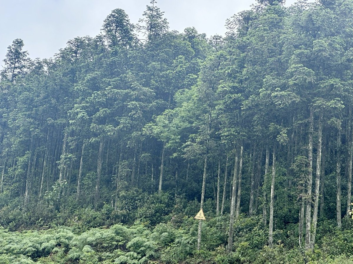 Rừng thông xanh mát tại suối Hồ, Sa Pa. Ảnh: Bích Hợp. Rừng thông xanh mát tại suối Hồ, Sa Pa. Ảnh: Bích Hợp.