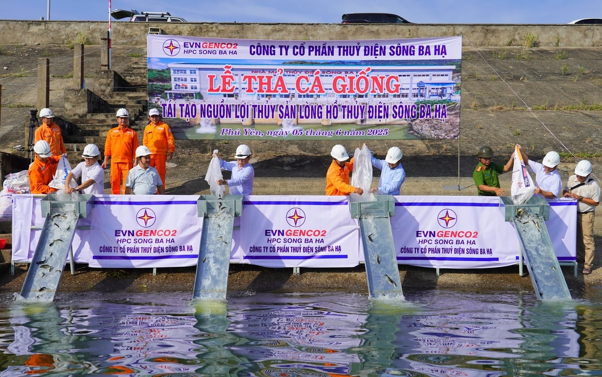 Những con cá giống được thả xuống lòng hồ sẽ góp phần tạo sinh kế lâu dài cho người dân tại địa phương. Ảnh: HT. Những con cá giống được thả xuống lòng hồ sẽ góp phần tạo sinh kế lâu dài cho người dân tại địa phương. Ảnh: HT.