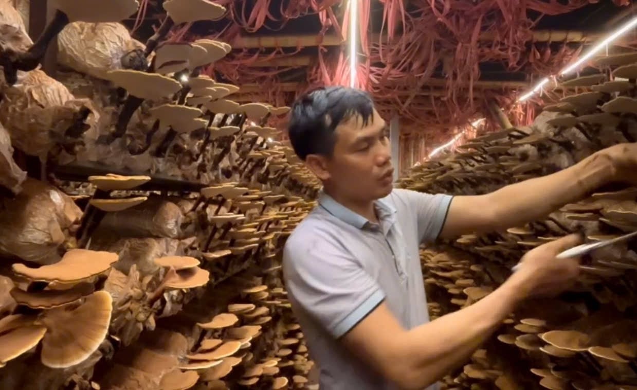 Ông Phạm Văn Toàn vẫn còn nhờ như in những thất bại ban đầu khi mới đầu tư trồng nấm linh chi. Ảnh: Đinh Mười. Ông Phạm Văn Toàn vẫn còn nhờ như in những thất bại ban đầu khi mới đầu tư trồng nấm linh chi. Ảnh: Đinh Mười.