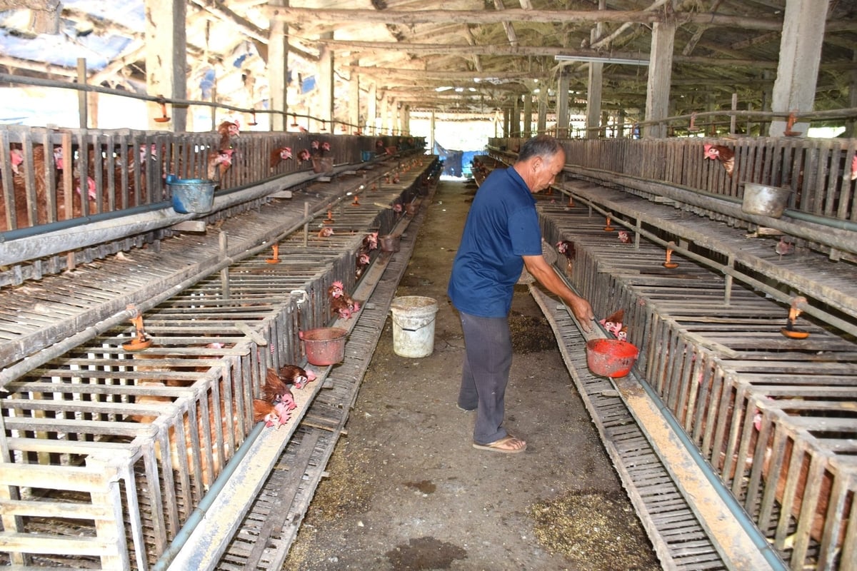 ừ khi mạng xã hội rộ thông tin 'trứng gà giả' khiến giá trứng gà hạ chỉ còn 1.600đ-1.700đ/quả đến nay vẫn chưa hồi phục. Ảnh: V.Đ.T.