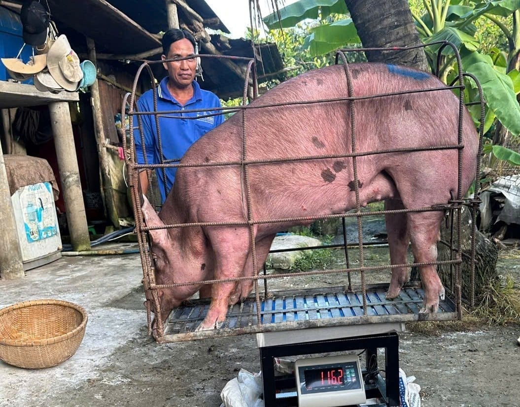 Giá heo hơi giảm nhưng người nuôi vẫn lãi 2 triệu đồng/tạ. Ảnh: Minh Đảm. Giá heo hơi giảm nhưng người nuôi vẫn lãi 2 triệu đồng/tạ. Ảnh: Minh Đảm.