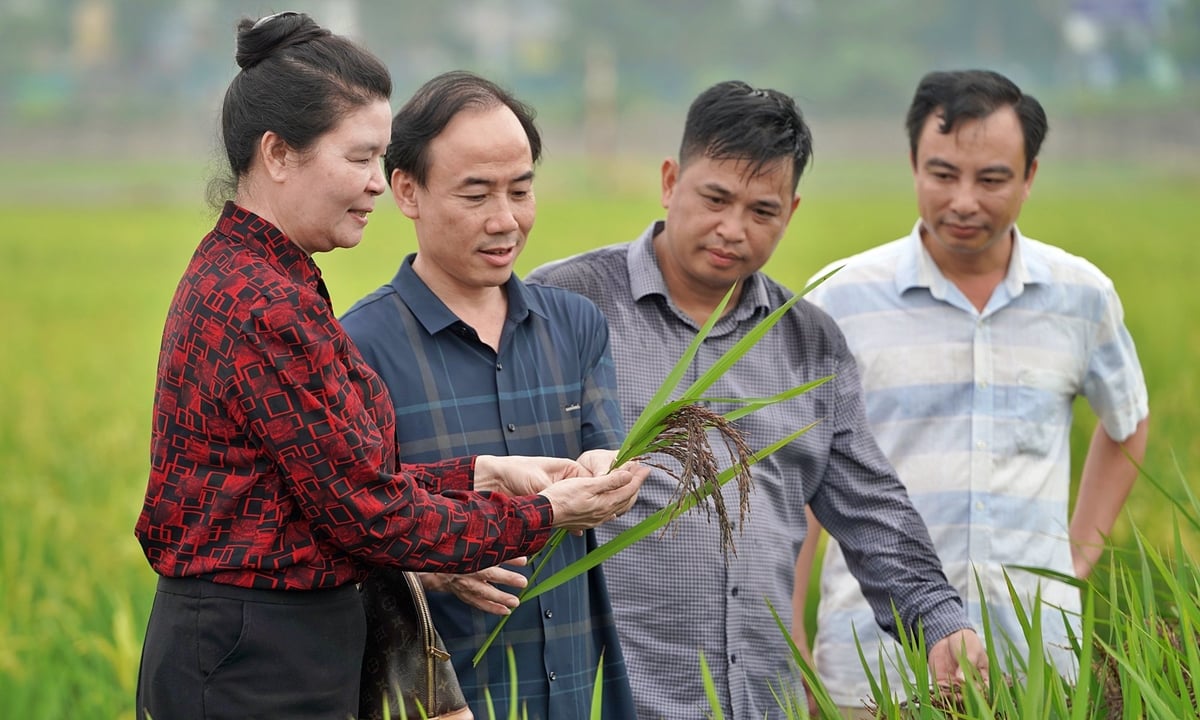 PGS.TS Phạm Văn Dân (thứ hai từ trái) vui mừng trước kết quả khảo nghiệm của lúa dinh dưỡng. Ảnh: Bảo Thắng.