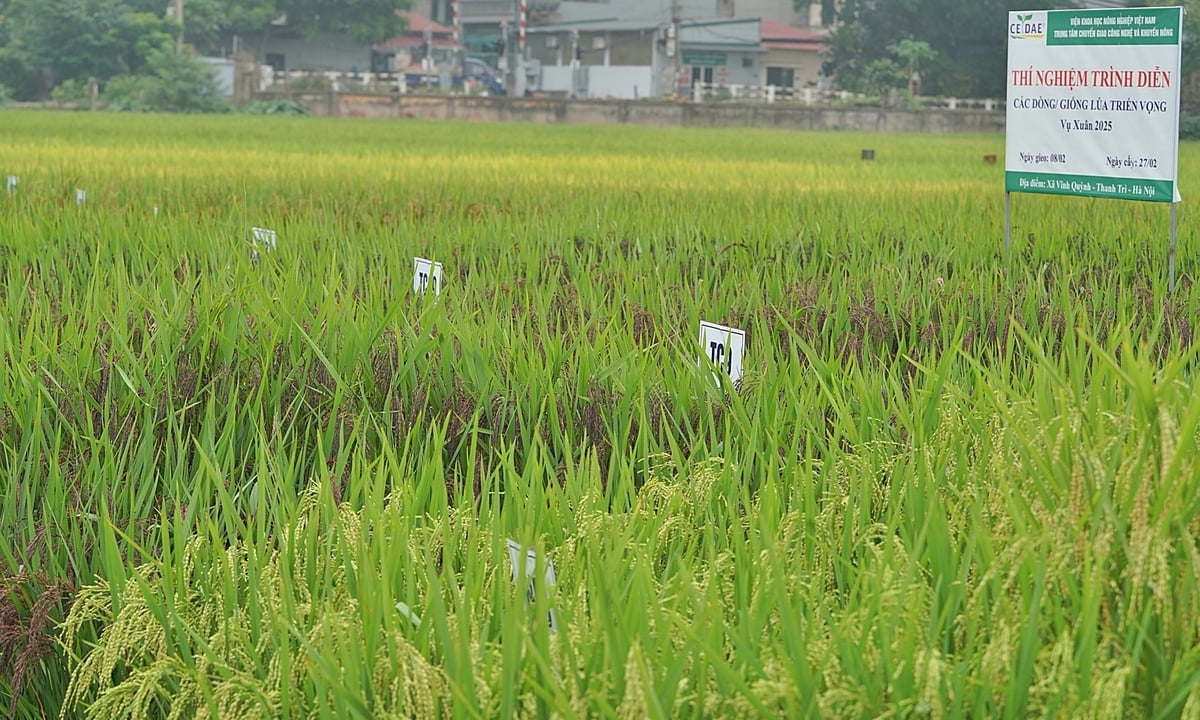 Cánh đồng khảo nghiệm lúa dinh dưỡng tại xã Vĩnh Quỳnh, huyện Thanh Trì, Hà Nội. Ảnh: Bảo Thắng.