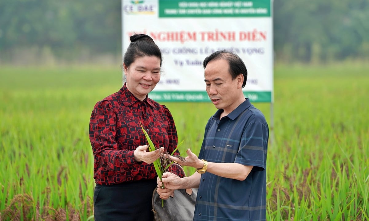 PGS.TS Phạm Văn Dân: 'Chúng tôi không chỉ đi tìm một giống lúa phù hợp, mà đi tìm một tương lai có thể xây dựng ngành hàng'. Ảnh: Bảo Thắng.