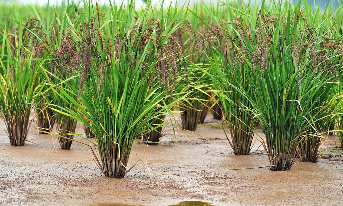 Lúa dinh dưỡng do CETDAE nghiên cứu nổi bật với màu đặc trưng. Ảnh: Bảo Thắng.