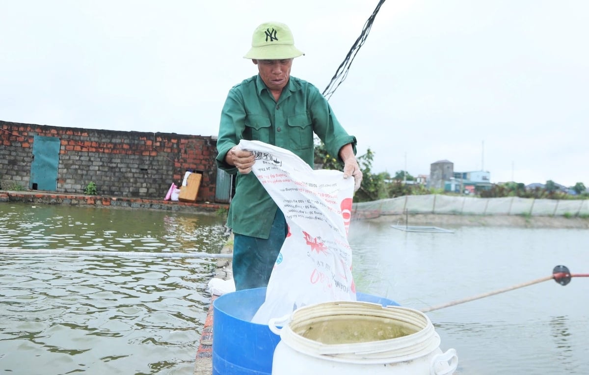 Ông Nguyễn Văn Tranh bổ sung khoáng chất giúp tôm tăng sức đề kháng. Ảnh: Thanh Nga. Ông Nguyễn Văn Tranh bổ sung khoáng chất giúp tôm tăng sức đề kháng. Ảnh: Thanh Nga.