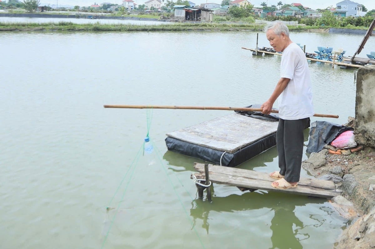 Người nuôi cần thường xuyên giám sát màu nước và tình trạng sức khỏe của tôm trong giai đoạn nắng nóng. Ảnh: Thanh Nga. Người nuôi cần thường xuyên giám sát màu nước và tình trạng sức khỏe của tôm trong giai đoạn nắng nóng. Ảnh: Thanh Nga.