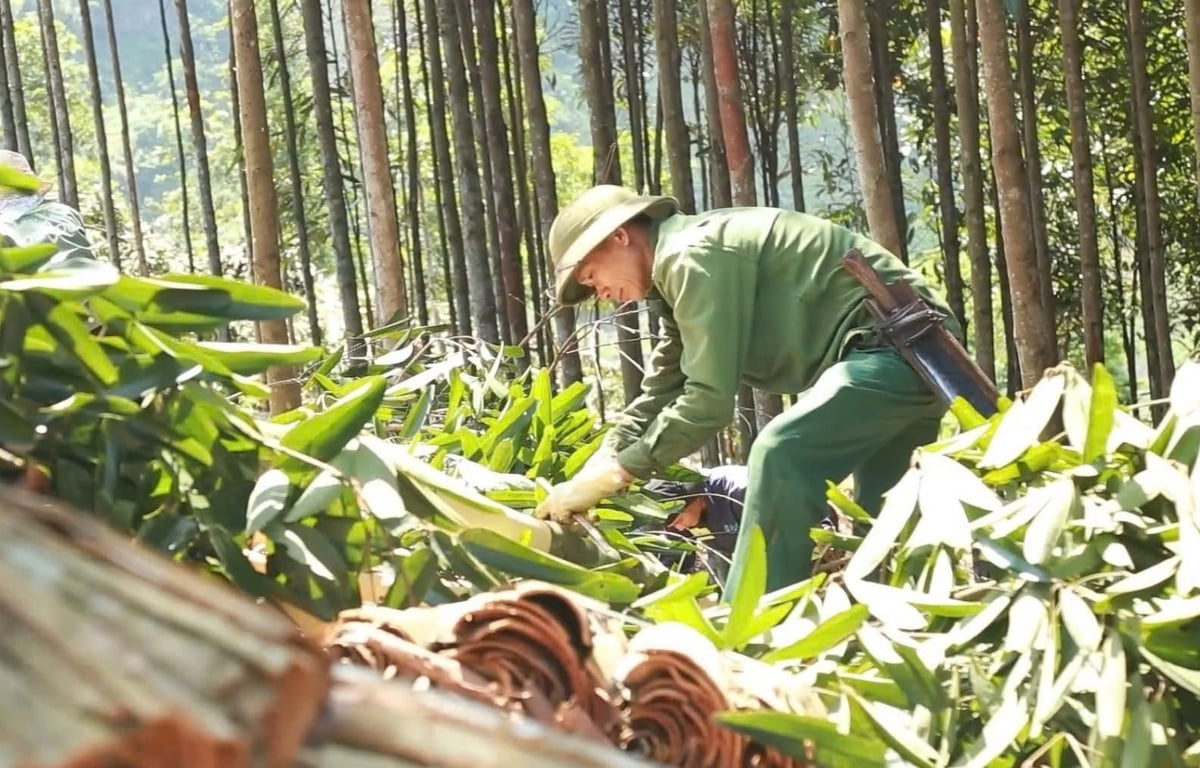 Quế hiện là cây trồng chủ lực của huyện Bảo Yên (Lào Cai) với hơn 25.000ha. Ảnh: QD.