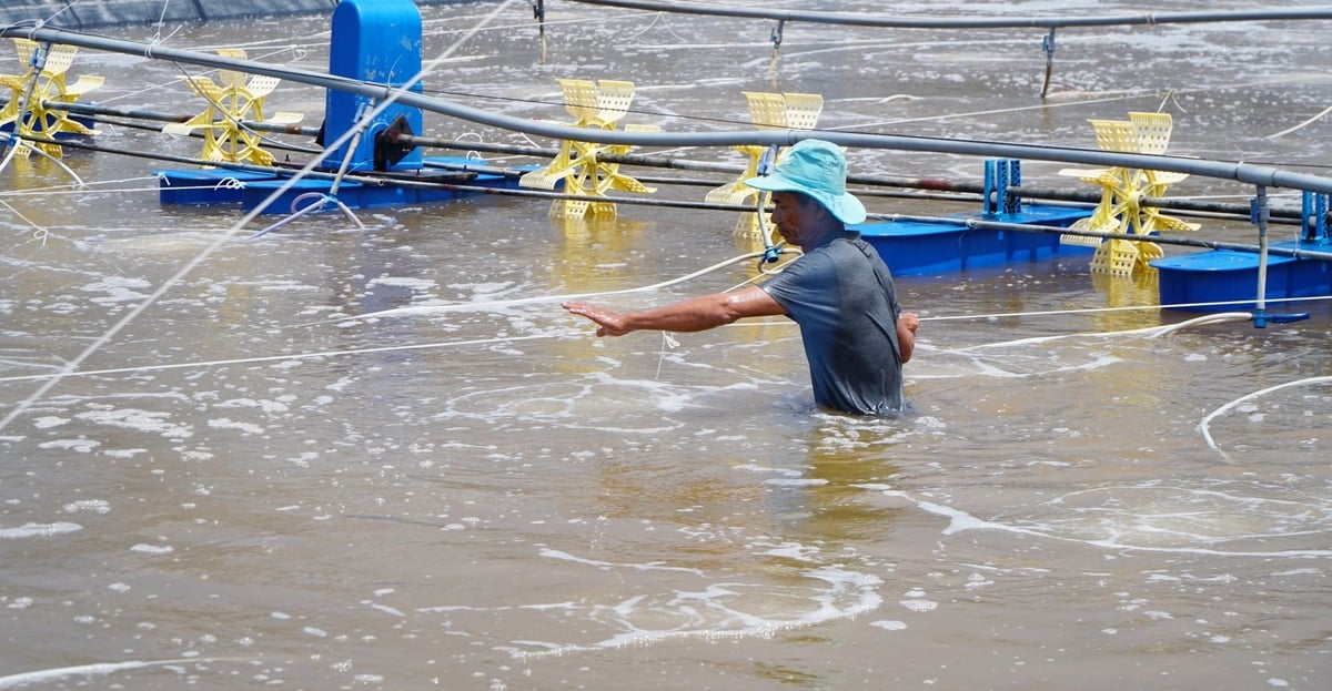 Người dân tranh thủ thời gian này để cải tạo lại ao nuôi, thiết bị để chuẩn bị tốt nhất cho vụ tôm mới. Ảnh: Lê Bình. Người dân tranh thủ thời gian này để cải tạo lại ao nuôi, thiết bị để chuẩn bị tốt nhất cho vụ tôm mới. Ảnh: Lê Bình.