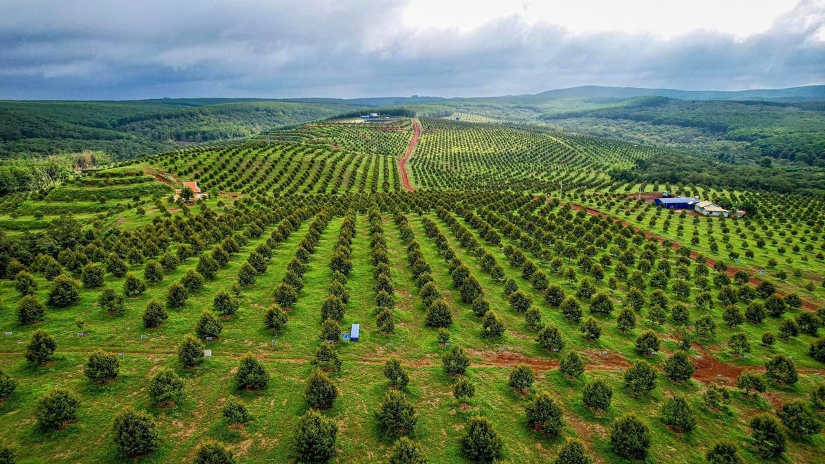 Queen Farm là trang trại sầu riêng công nghệ cao có quy mô lớn nhất tại tỉnh Bình Phước. Ảnh: Trần Trung. Queen Farm là trang trại sầu riêng công nghệ cao có quy mô lớn nhất tại tỉnh Bình Phước. Ảnh: Trần Trung.