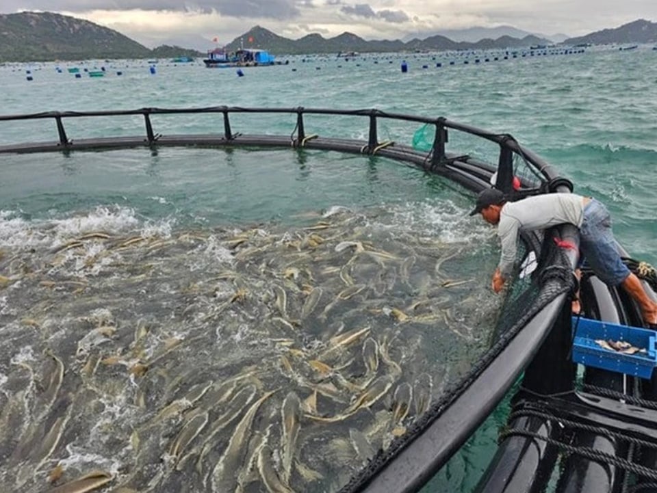 Khánh Hòa triển khai dự án thí điểm nuôi trồng thủy sản xa bờ công nghệ cao. Ảnh: baochinhphu.vn