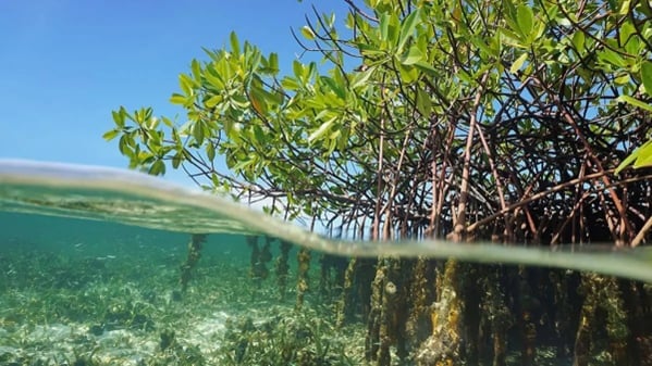 Các hệ sinh thái biển và ven biển là bể chứa carbon xanh dương khổng lồ. Ảnh:sustainabletravel.org Các hệ sinh thái biển và ven biển là bể chứa carbon xanh dương khổng lồ. Ảnh:sustainabletravel.org