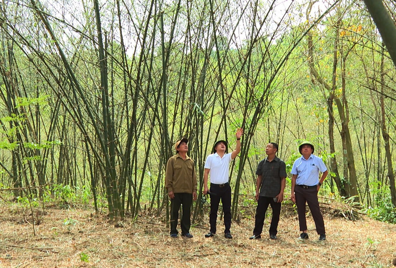 Nhiều diện tích luồng lấy măng của người dân bị châu chấu phá hại. Ảnh: T. Đức. Nhiều diện tích luồng lấy măng của người dân bị châu chấu phá hại. Ảnh: T. Đức.