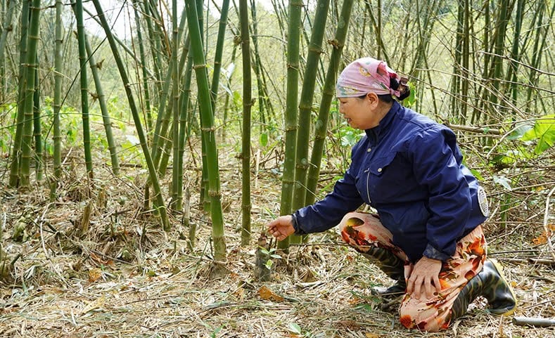 Những bụi luồng bị châu chấu ăn lá và ngọn thì măng không phát triển được. Ảnh: T. Phùng. Những bụi luồng bị châu chấu ăn lá và ngọn thì măng không phát triển được. Ảnh: T. Phùng.