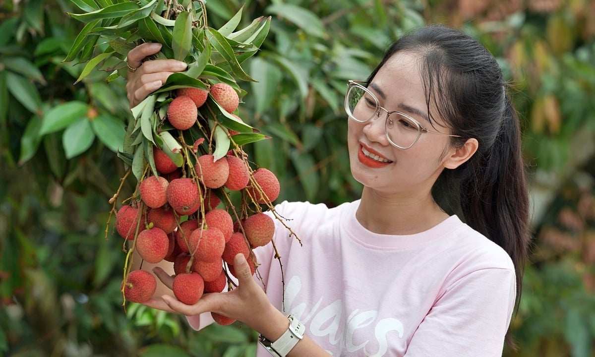 Người dân thích thú với trải nghiệm tại vườn vải thiều Thanh Hà. Ảnh: Bảo Thắng. Người dân thích thú với trải nghiệm tại vườn vải thiều Thanh Hà. Ảnh: Bảo Thắng.