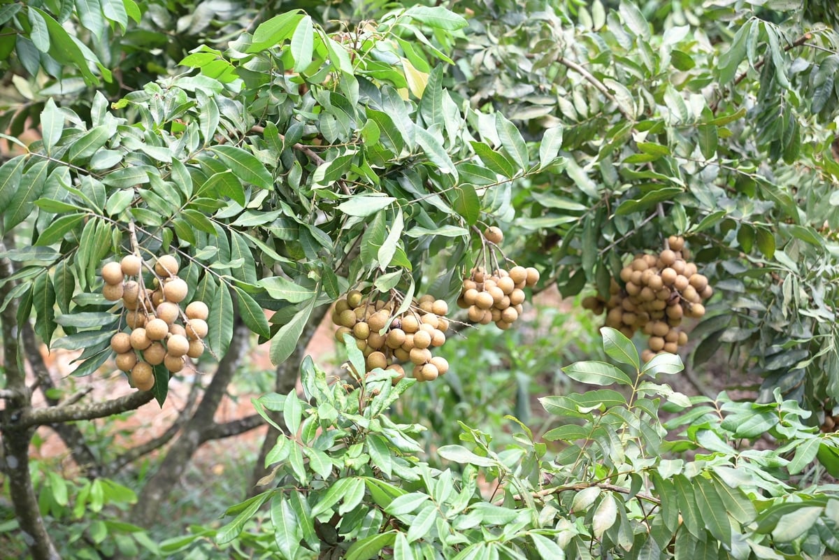 Cây nhãn cũng đang được nhiều nhà vườn ở Đắk Nông trồng, cho hiệu quả kinh tế cao. Ảnh: Phạm Hoài. Cây nhãn cũng đang được nhiều nhà vườn ở Đắk Nông trồng, cho hiệu quả kinh tế cao. Ảnh: Phạm Hoài.